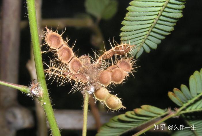 含羞草的果子长什么样子