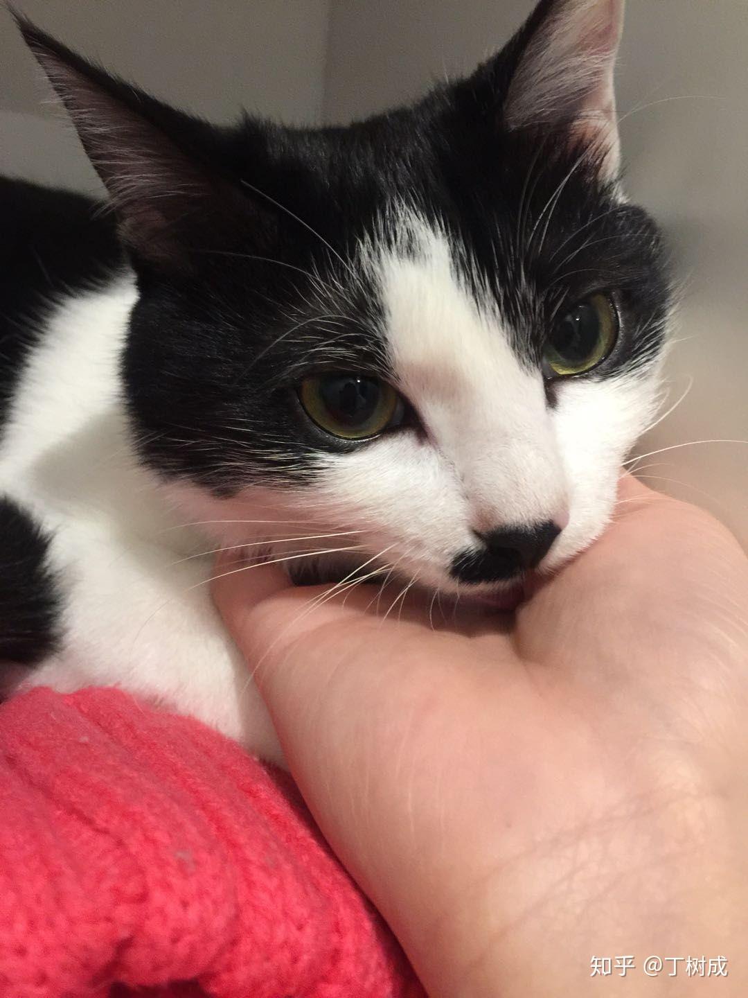 有哪些特别的猫咪让你印象特别深刻的