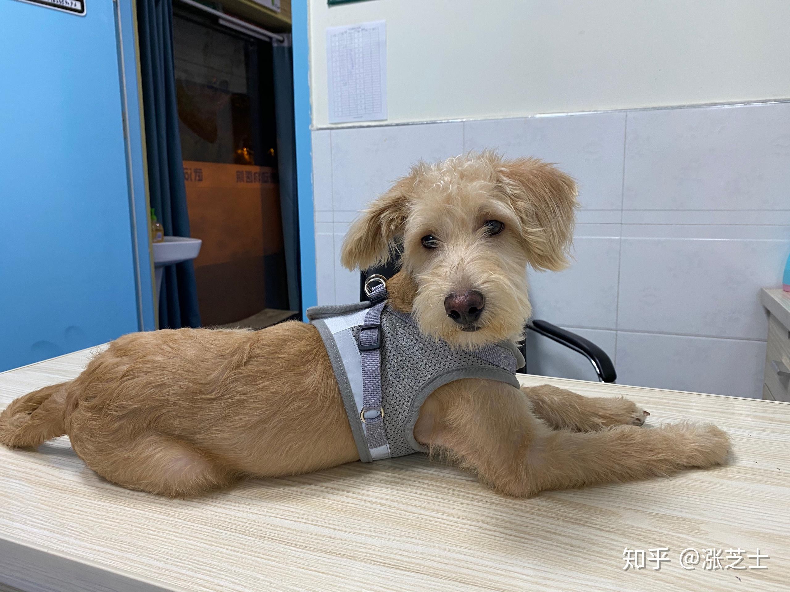 买了一只金毛和泰迪的串很可爱但是不知道长大会成什么样呢大家身边有