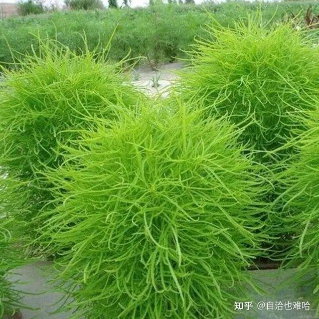 在河南,这些野菜你可认识?