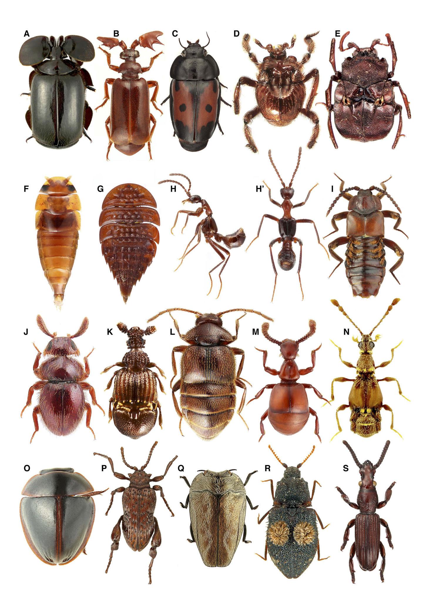 幽灵竹节虫产卵后孵化的幼虫不会被蚂蚁吃掉吗