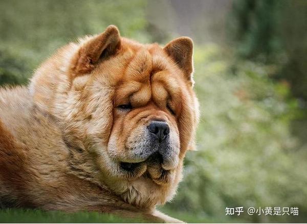 低调宝藏——“松狮犬”，入股不亏！ - 知乎