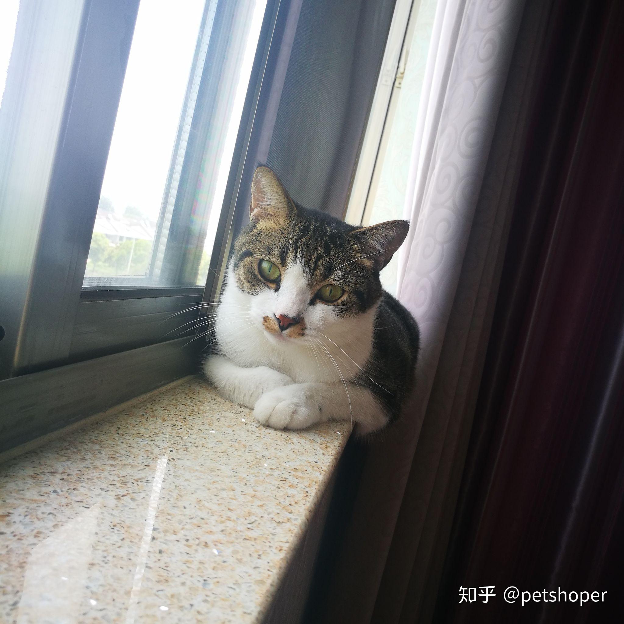 为什么我的橘猫头这么小?