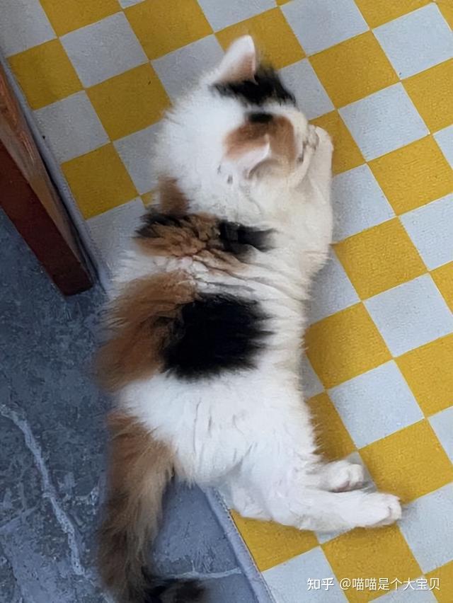 很多人嫌弃的“三花猫”，为什么被称为猫界的女神？ - 知乎