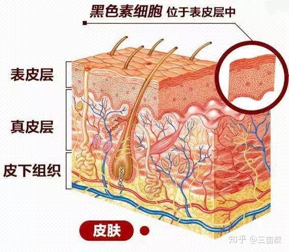 传递给那些正在训练的战士,他们把这些装着黑色素的黑色素小体带在