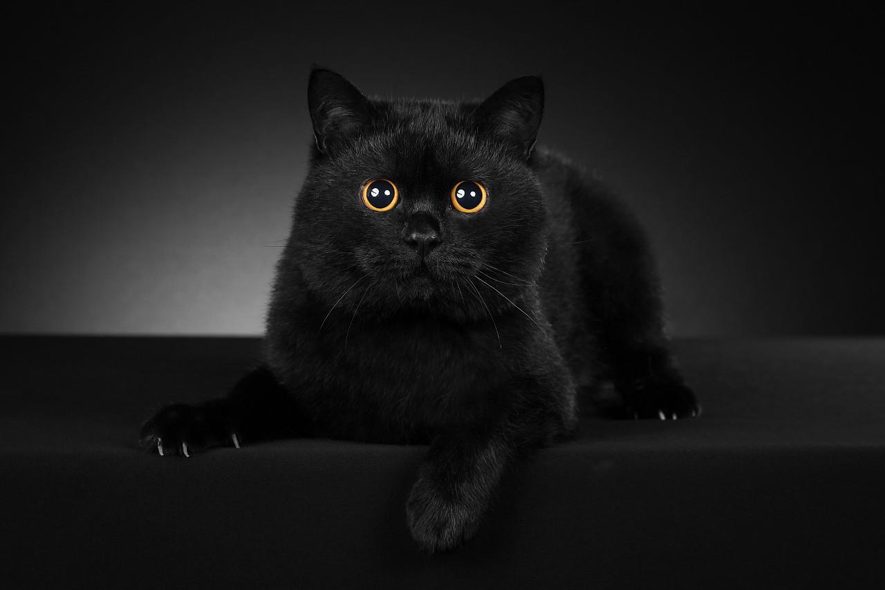 大家帮我看看这只黑猫是什么品种? - 知乎