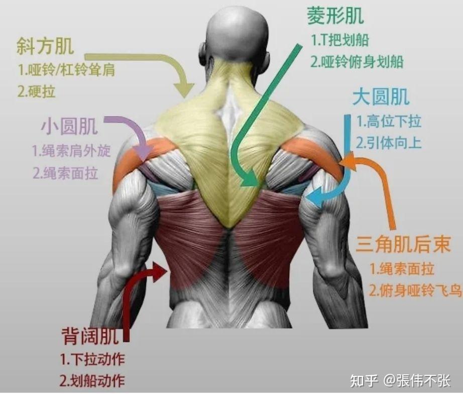 大圆肌示意图图片