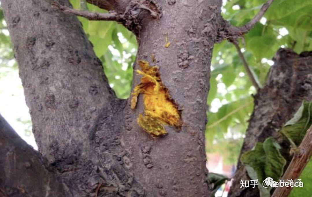 中华豪门—中医之木—黄檗木 - 知乎