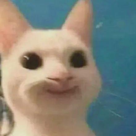 沙雕霸气猫咪的头像图片