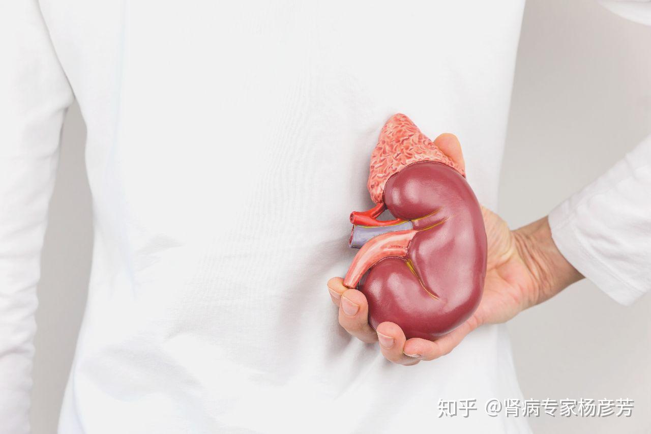 腰不好是不是肾虚 停止手浮肾虚多久恢复