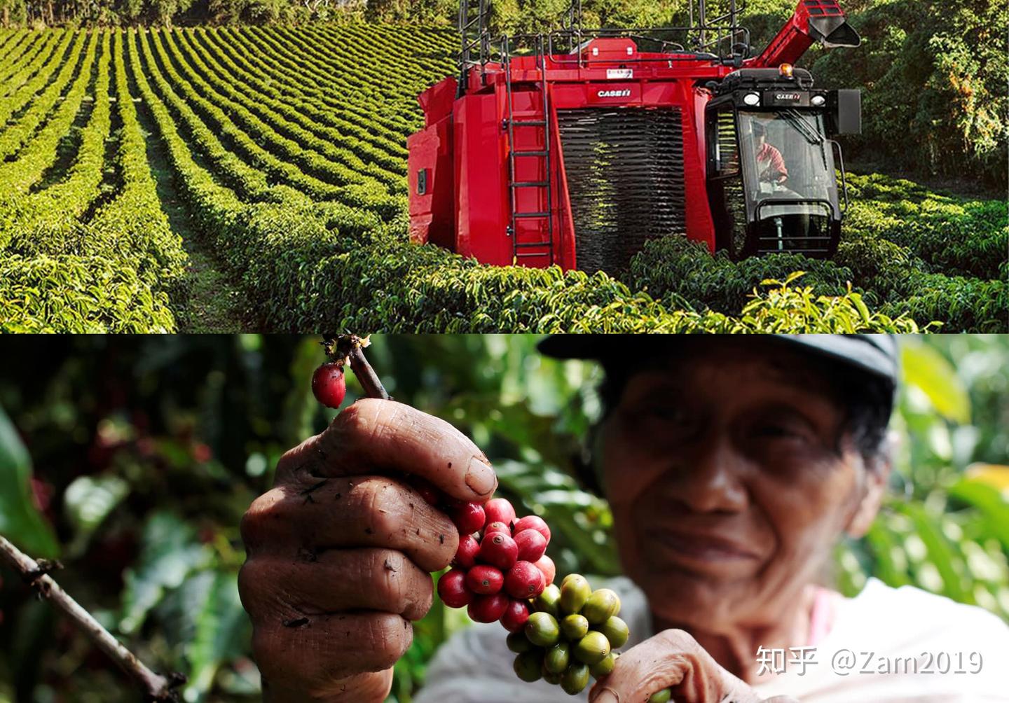 咖啡理解｜从日照到树荫栽培——论公平贸易的重要性（下） - 知乎