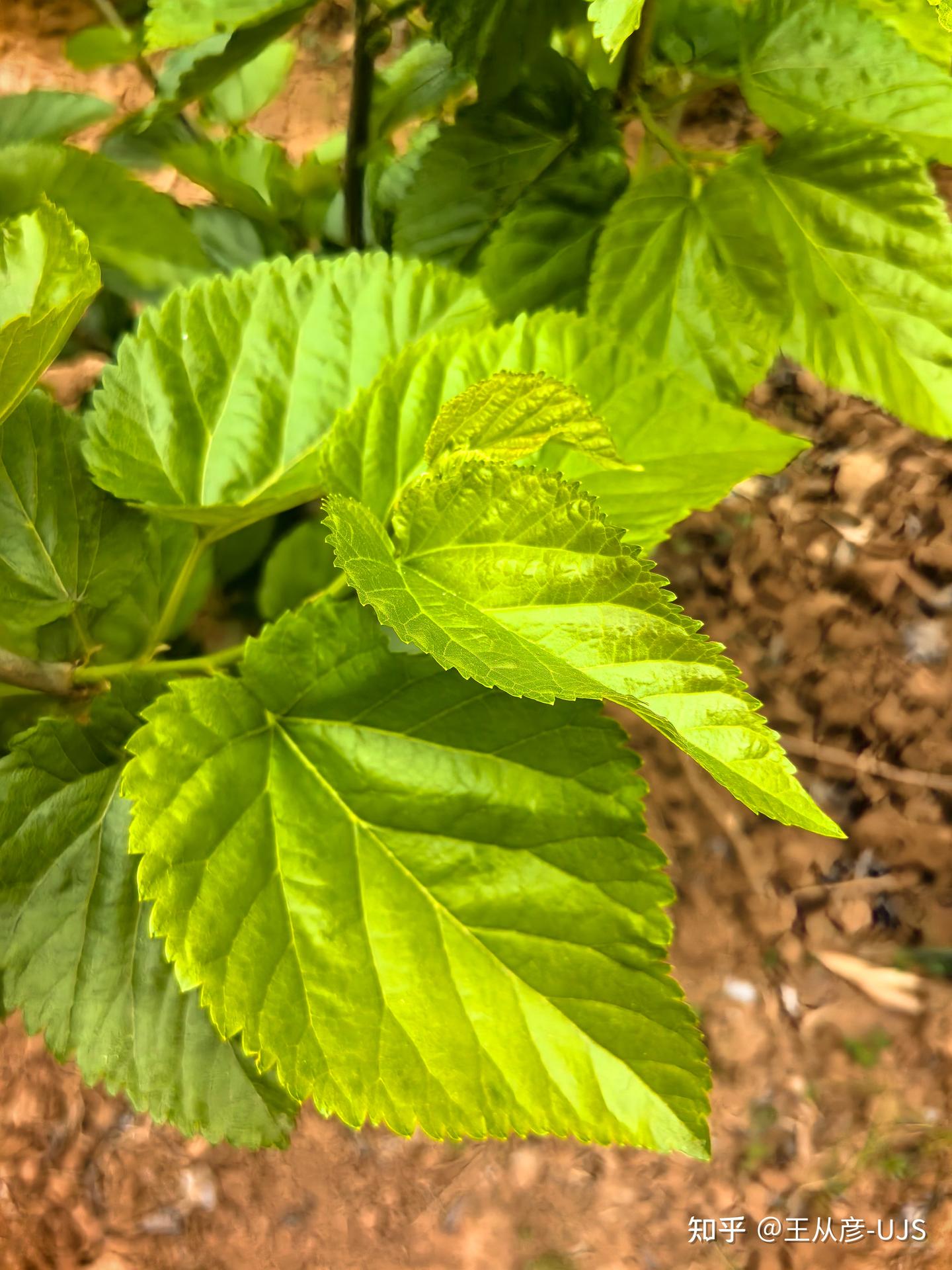 桑/桑树/白桑/家桑/蚕桑 - 知乎
