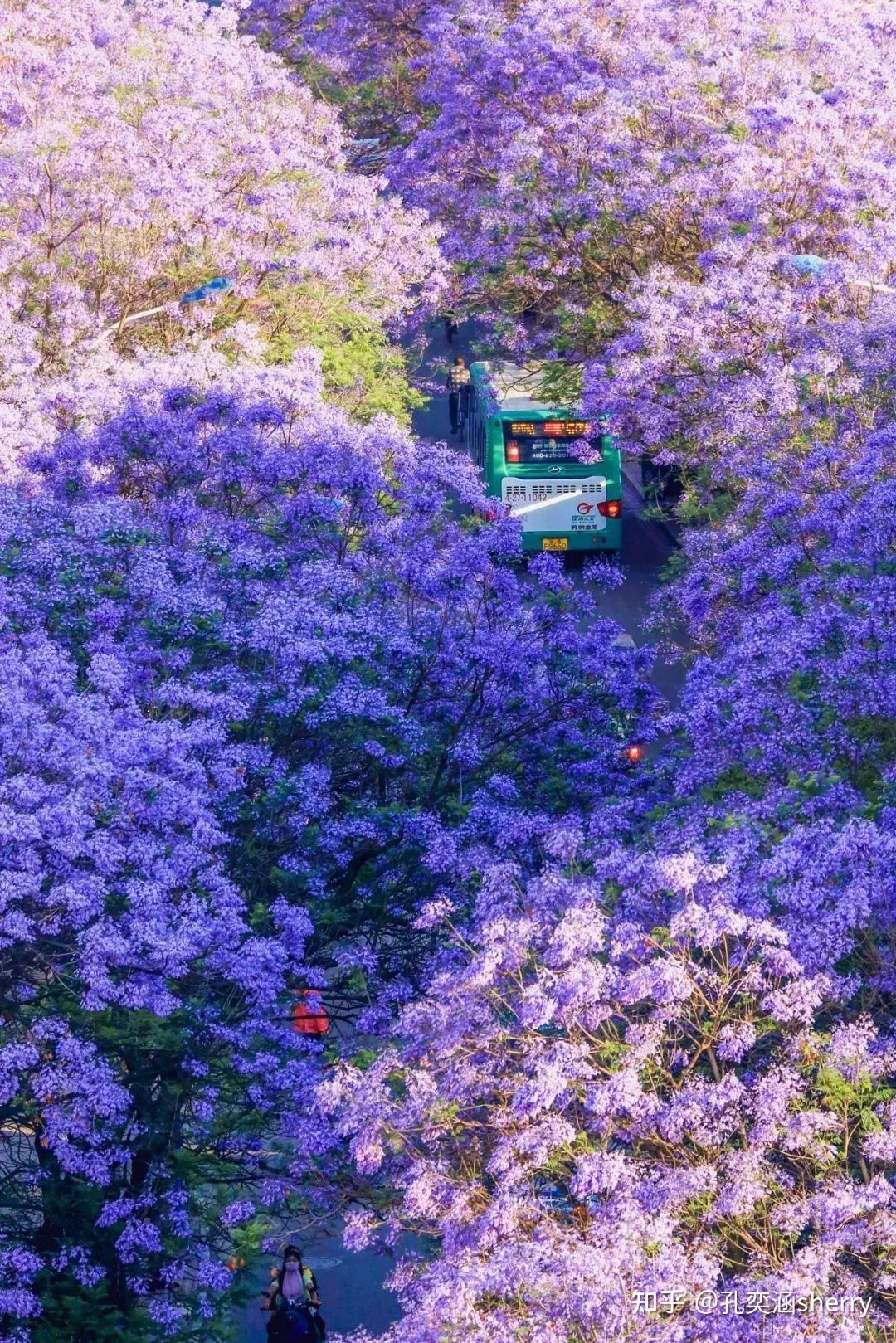 "荼蘼雪后春将去,但见蓝楹花满枝.