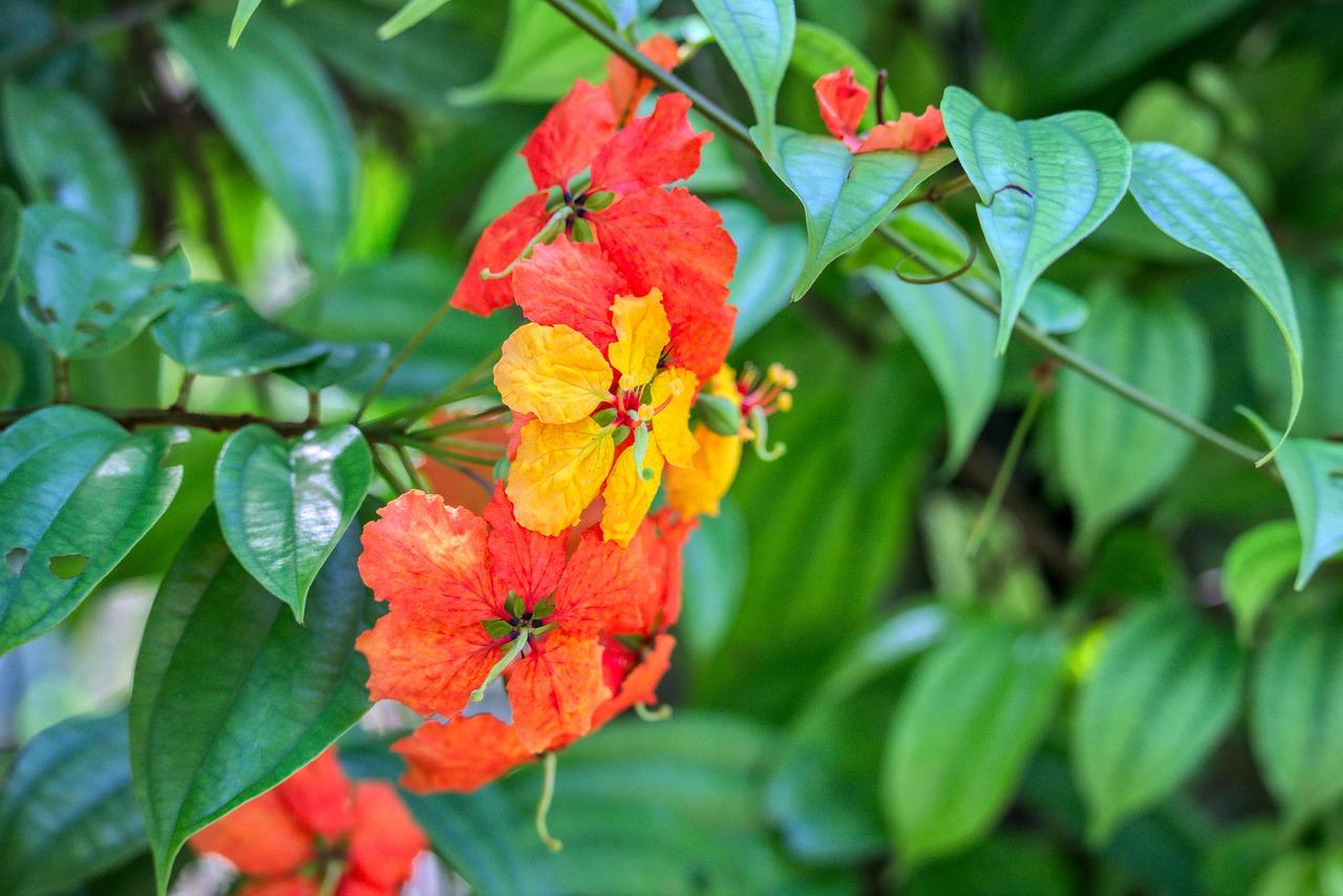 3. 早市植物园详情