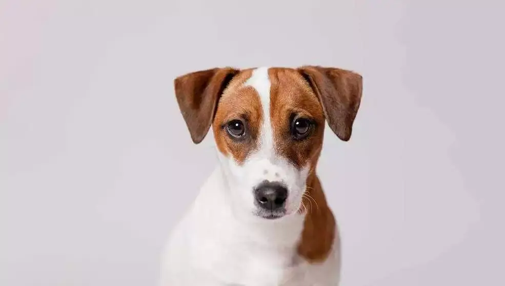 每日一宠杰克拉塞尔梗