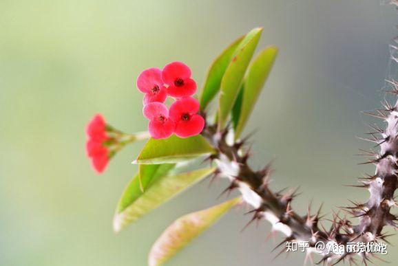 铁骨柔情的虎刺梅 知乎