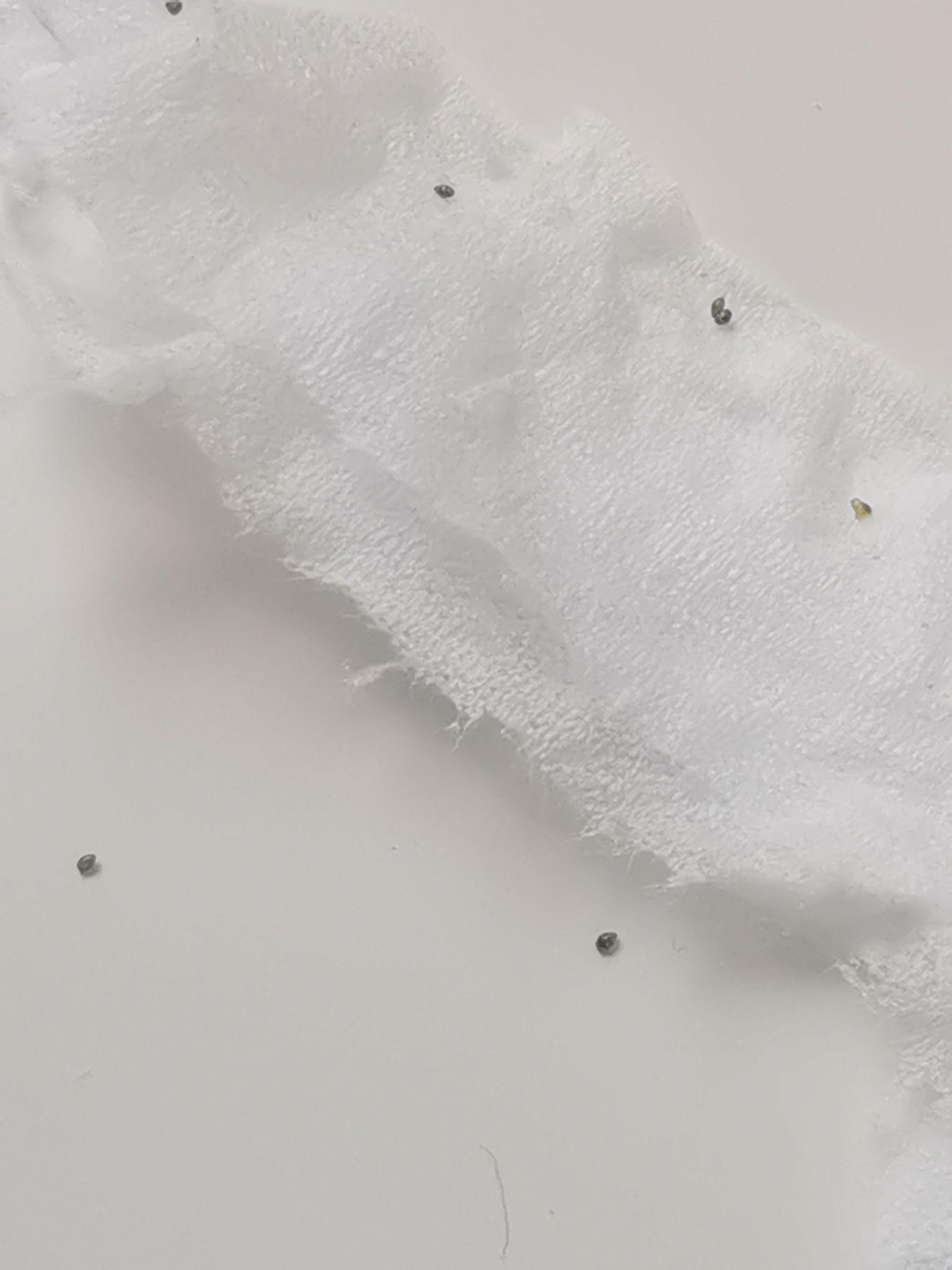 鱼缸长了很多小黑虫,这种虫子有危害吗? - 知乎