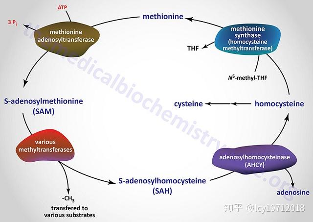 氨基酸衍生物代谢(一) - 知乎
