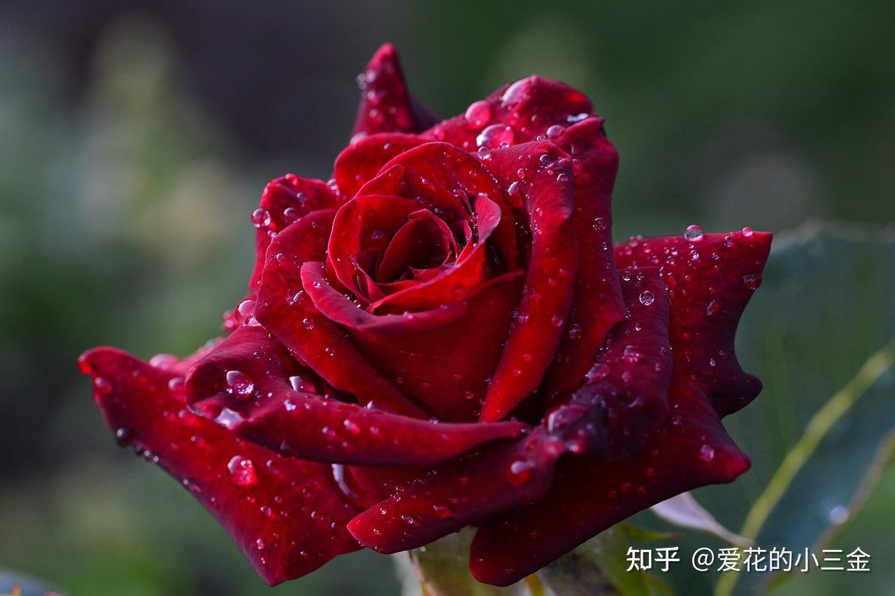 【沈阳市】市花:玫瑰花的浪漫与泼辣 - 知乎