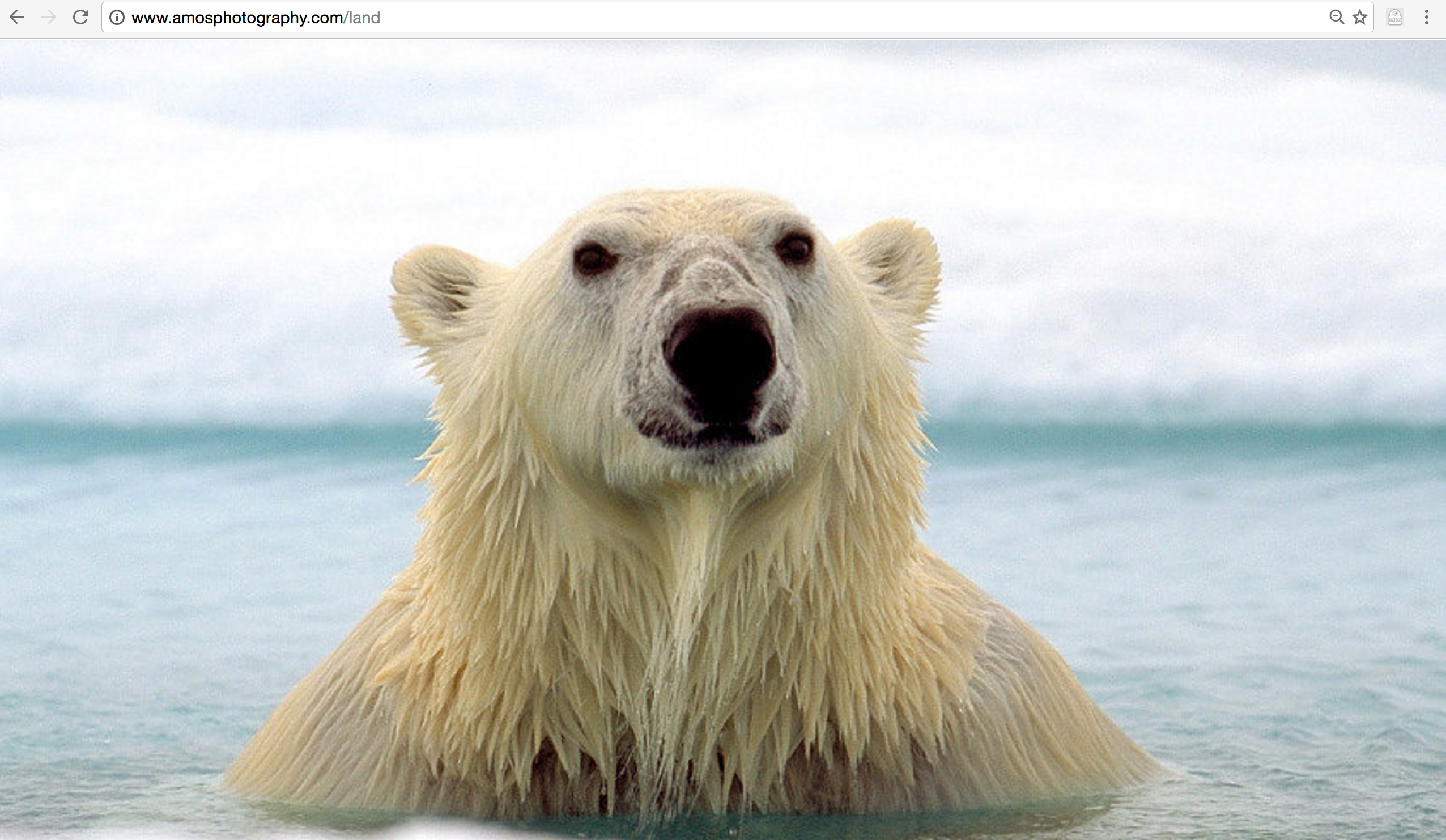Polar Bear in the Frozen Arctic - Quality Hunts