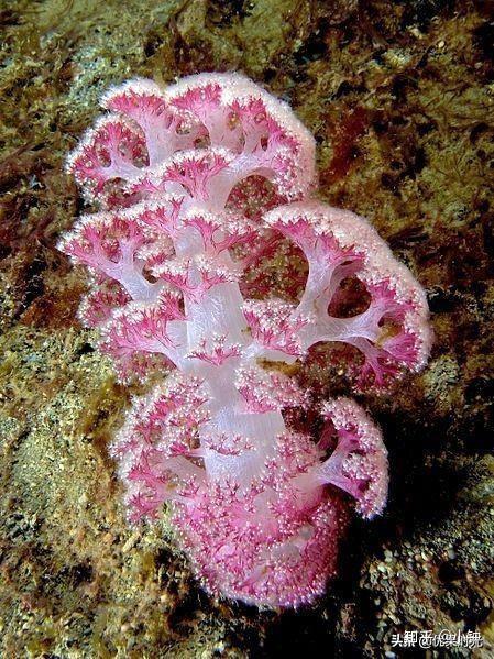 一个神奇的物种珊瑚~ - 知乎