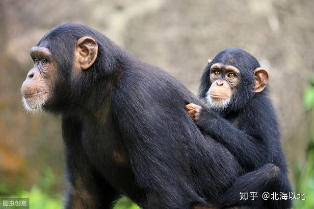 一,動物病毒讓人生病