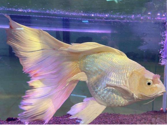 九大好看的淡水鱼,快看是否有你家的鱼儿?(下)