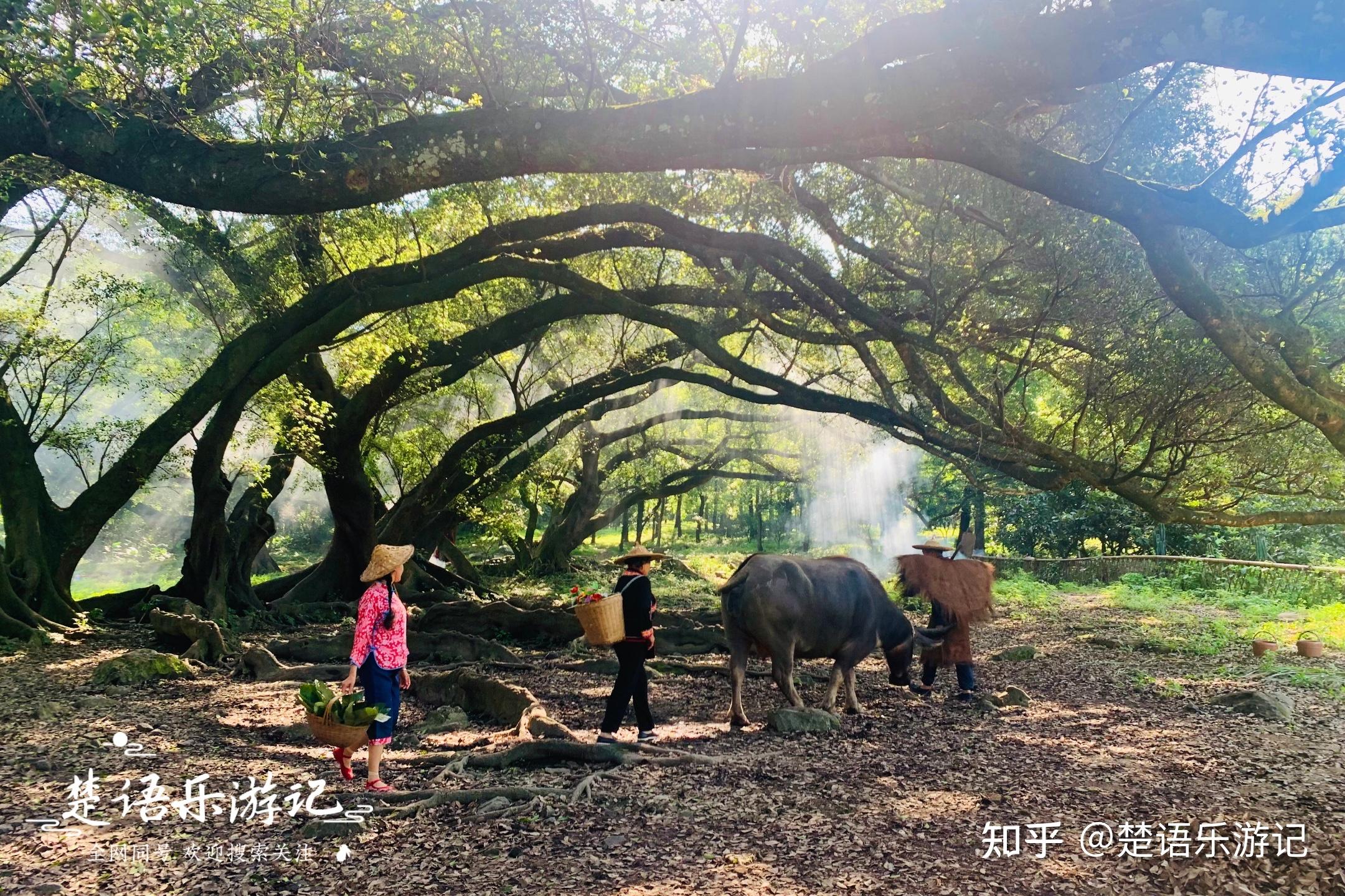 霞浦有一处仙气十足的古树林,被誉为拍照圣地,评价却褒贬不一 - 知乎
