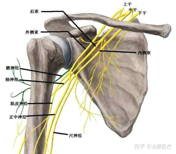 臂丛神经的位置图图片