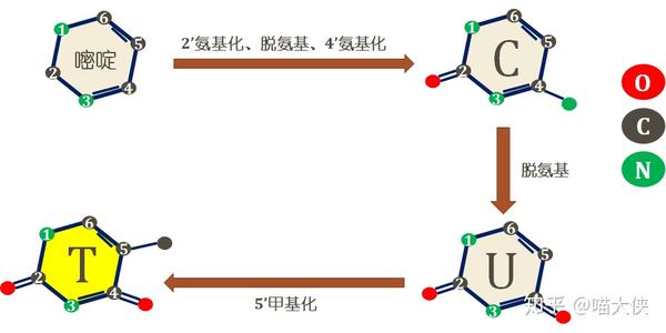 「知乎知识库」- 核酸