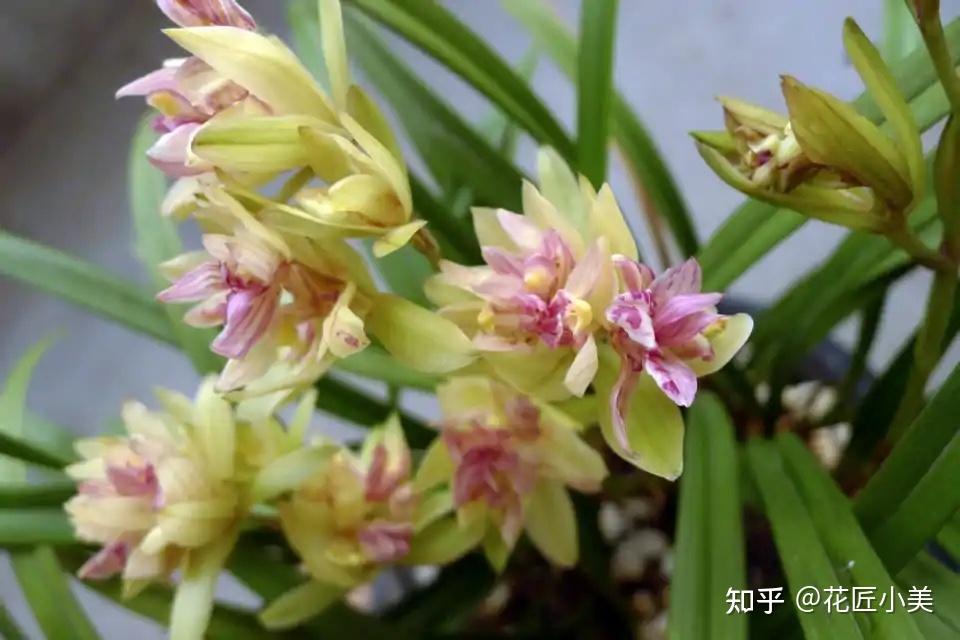 v2-0738a001d37d4355a0e2822f52ef0c0c_r.jpg