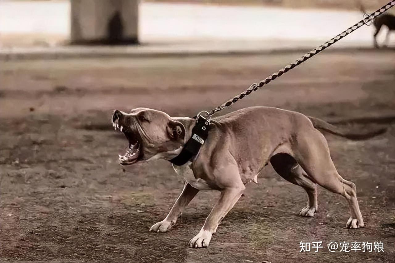 細數8種超忠誠的世界名犬你有興趣養嗎