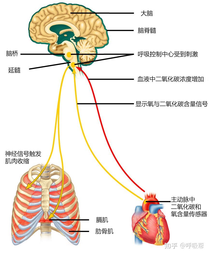 中枢性睡眠呼吸暂停