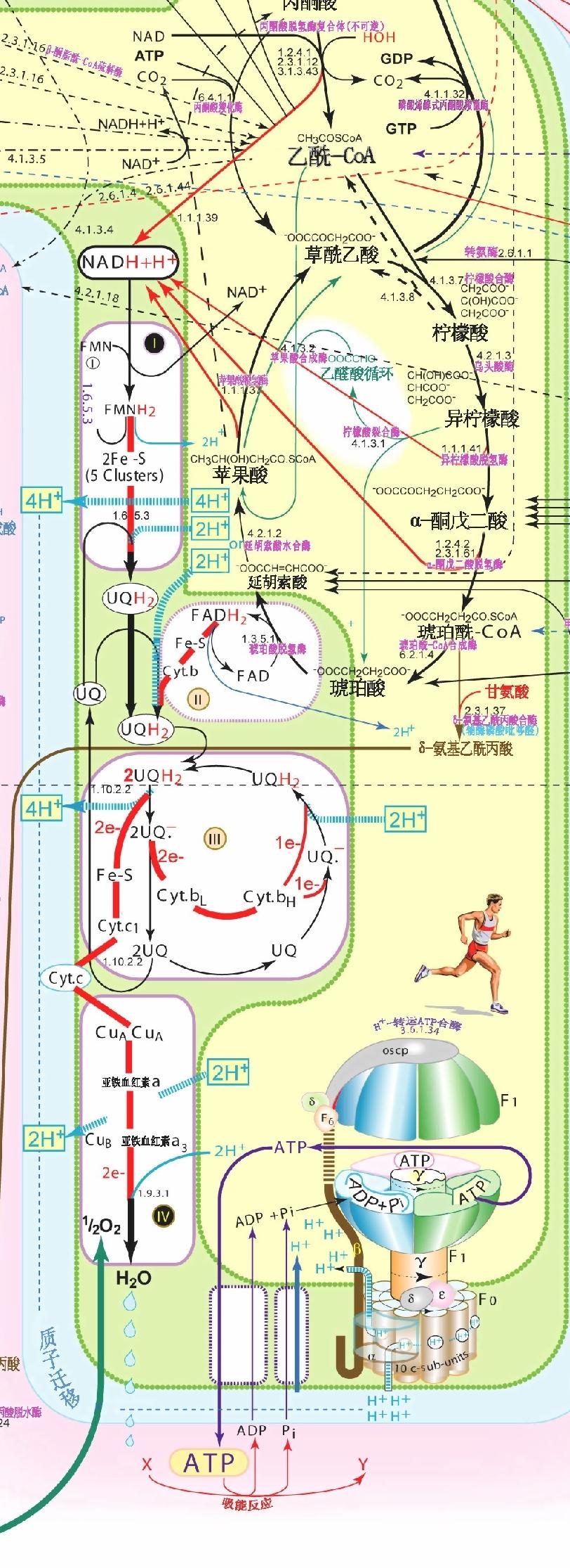 生物化学代谢途径图 - 知乎