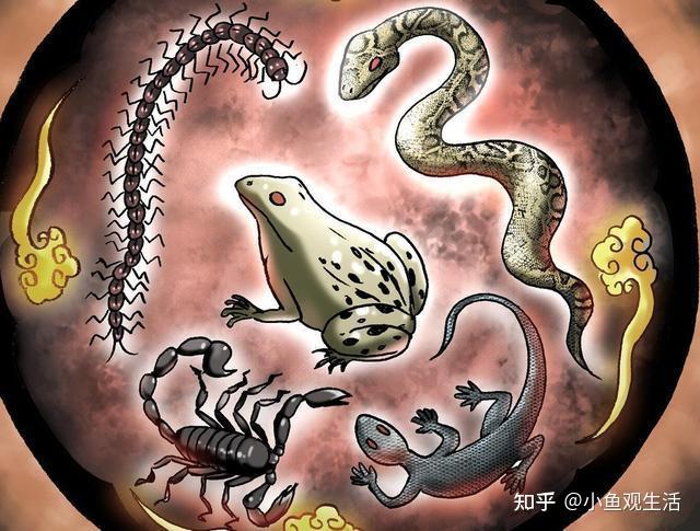 古代中国的神秘力量的象征!“五毒”你知道是哪五个吗? - 知乎