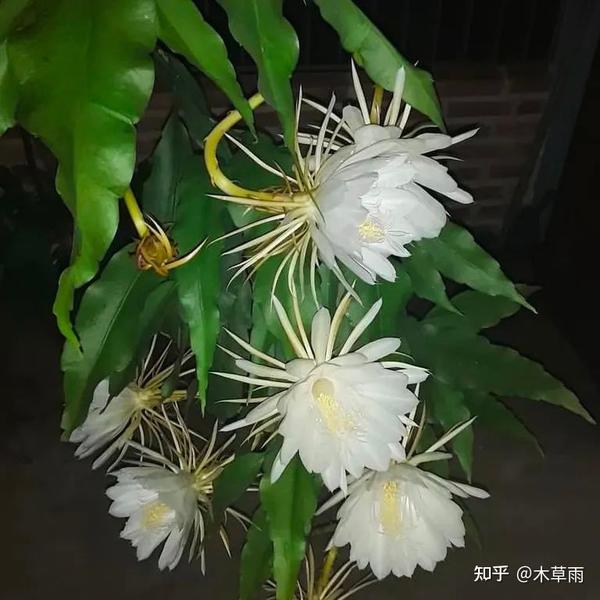 仙人掌科植物入坑指南(持续更新中...) - 知乎