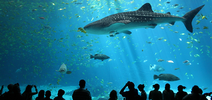 曼谷暹罗海洋世界带你探索美丽的海底世界