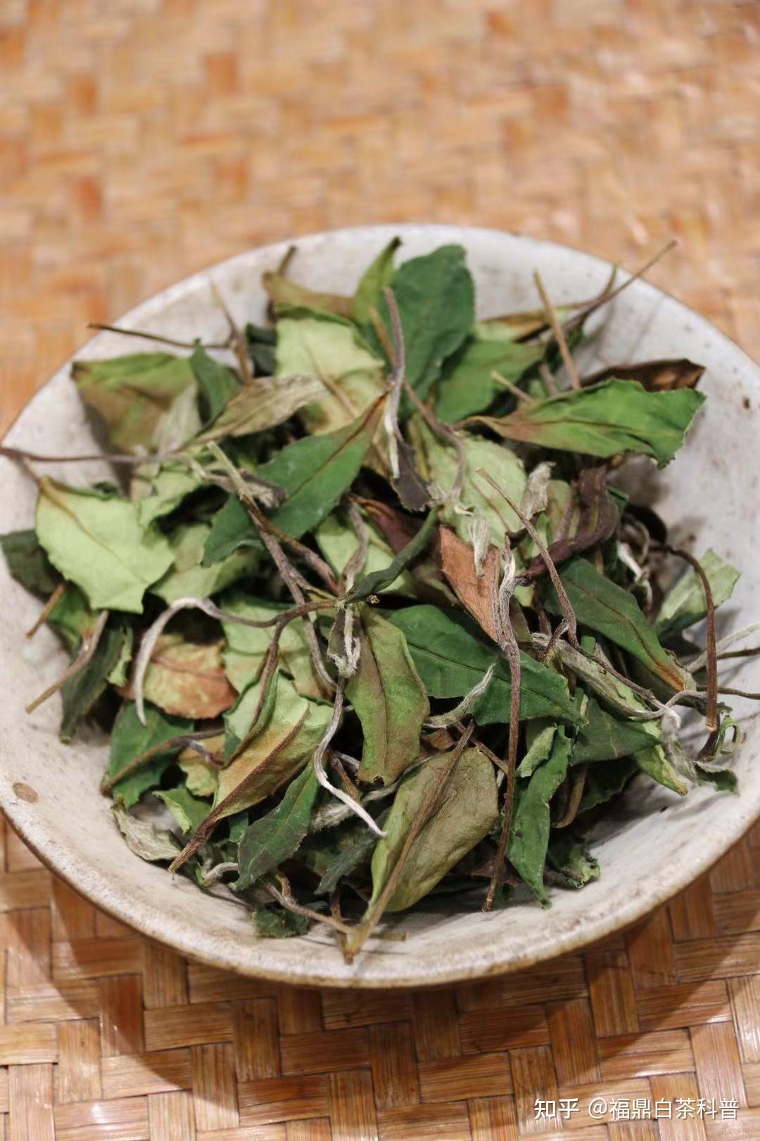 福鼎白茶之白露茶