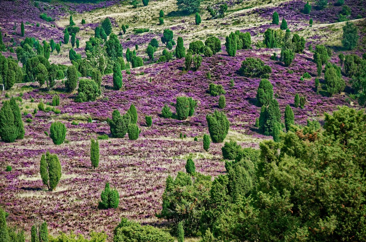 森林橙堡产权多少年
