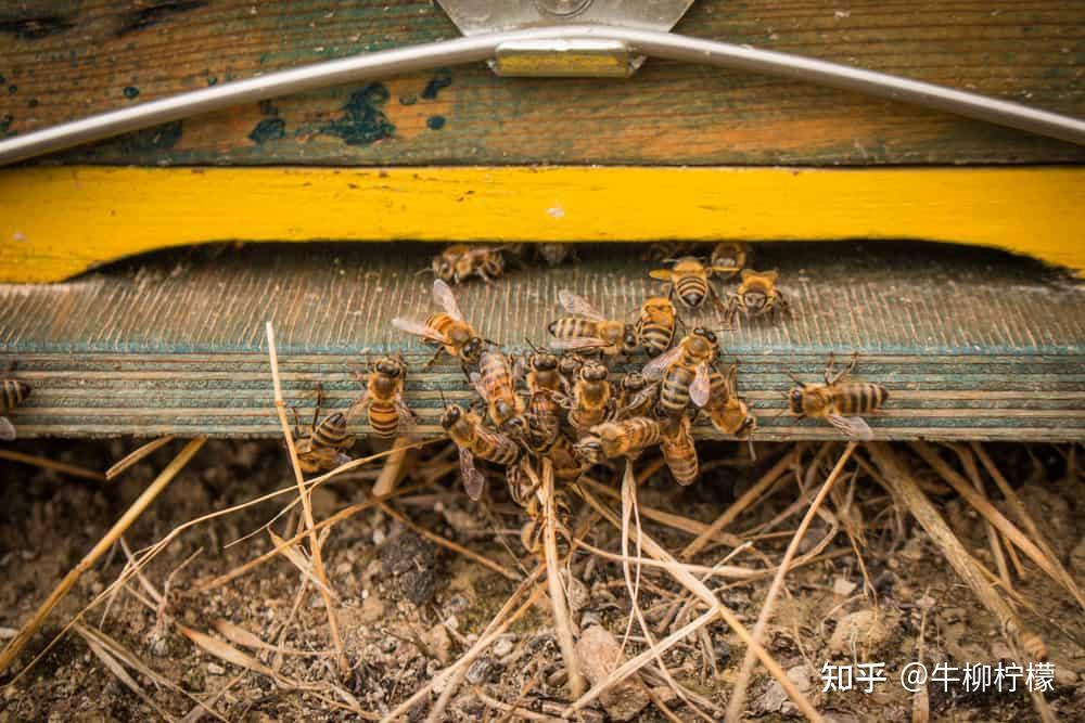 怎么引蜂王进蜂箱 怎样引蜂王来