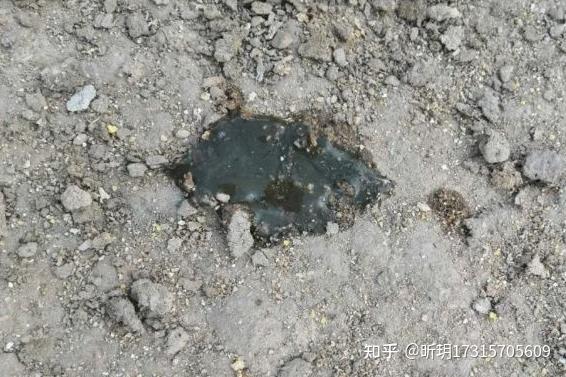 小鹅拉黑屎是什么病 鹅拉黑屎怎么回事 鹅拉黑色粪便吃什么药 鹅拉