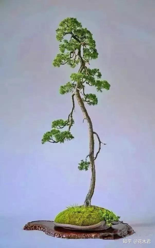 鬼斧神工赏盆景之十七文人式盆景