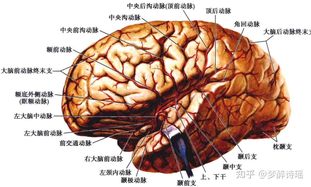 豆纹动脉