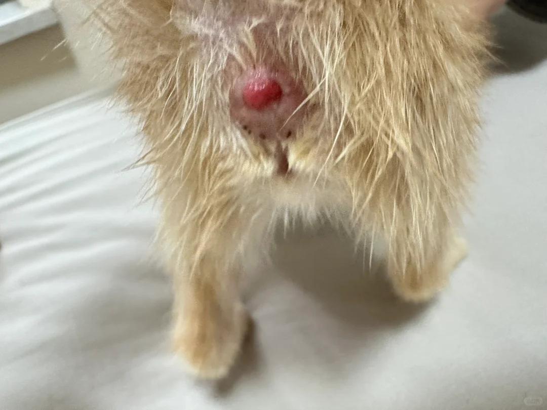 猫咪肛门红肿突出怎么办?综合处理与喂养策略