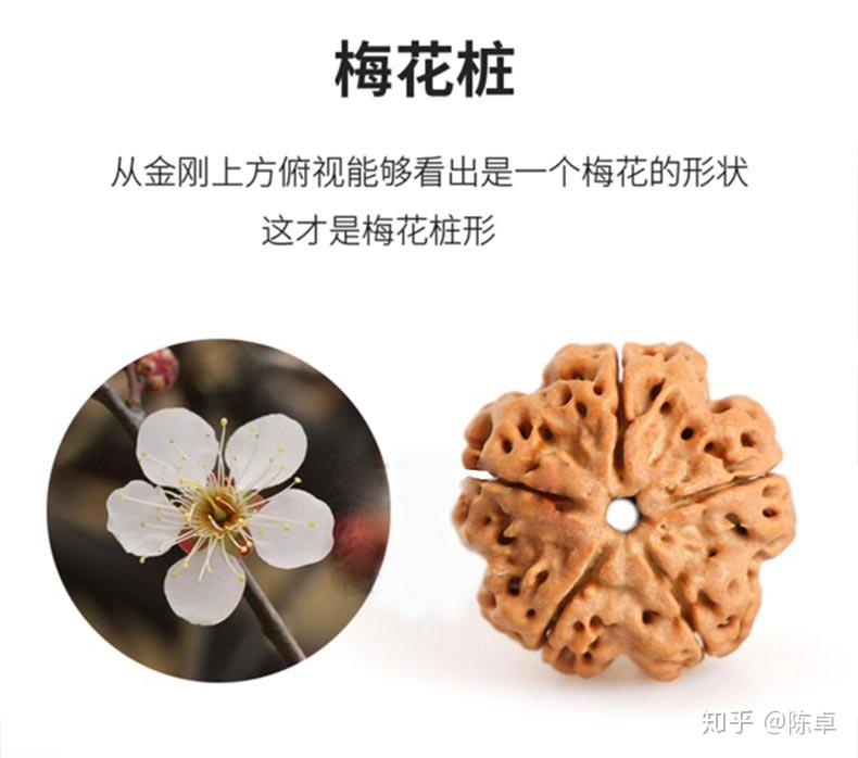 一篇文章让你了解金刚菩提（金刚菩提百科） - 知乎