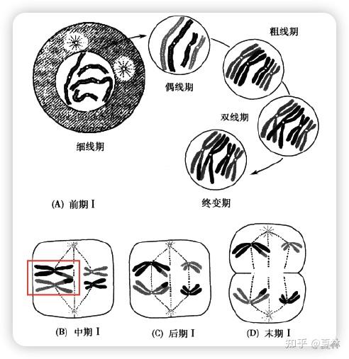 一条染色体图解图片