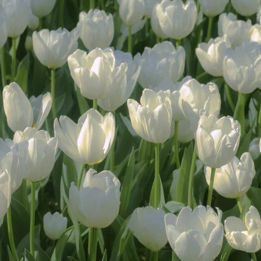 有哪些好看的微信聊天背景图? - 知乎