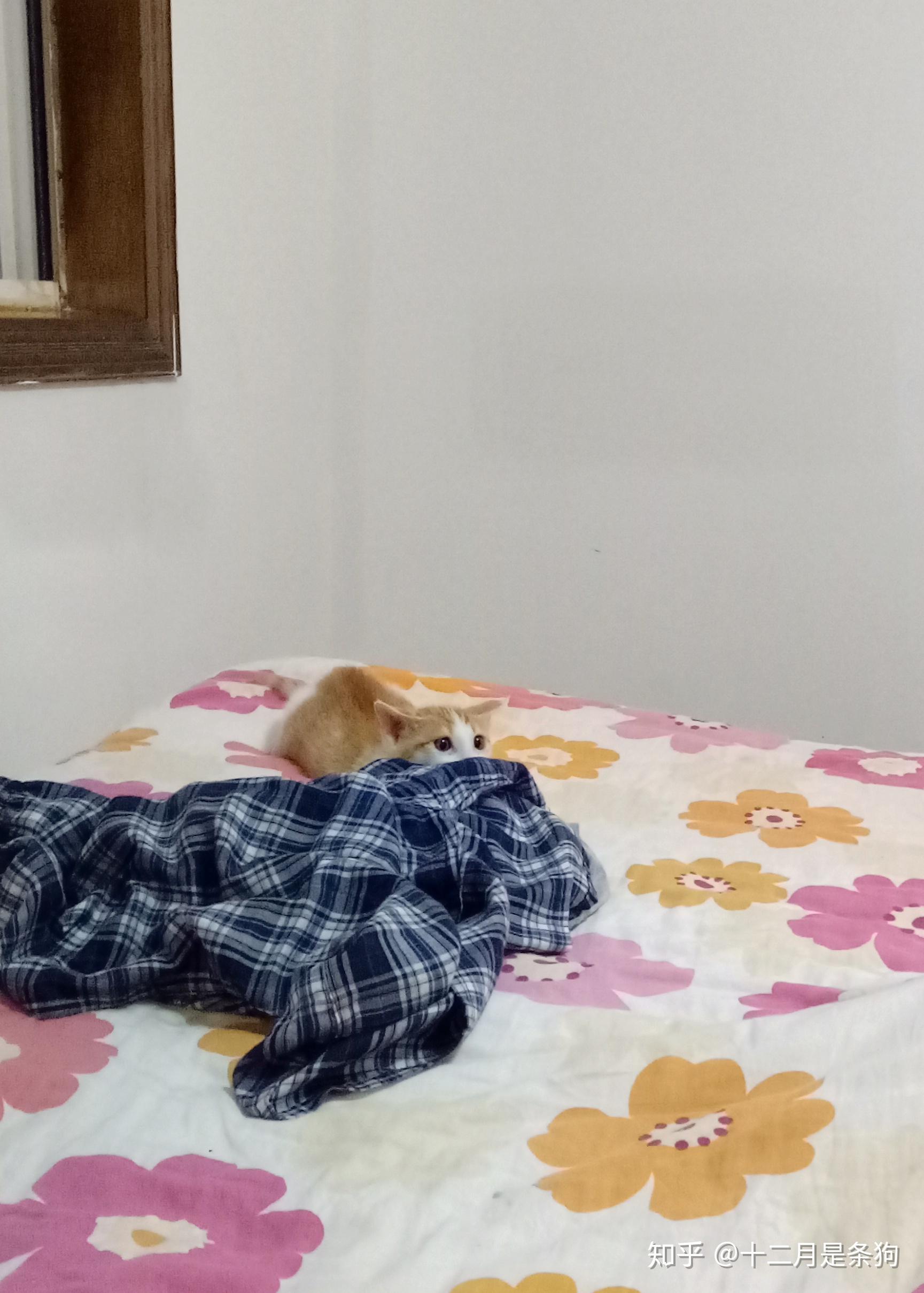 田园橘猫也一定必须打疫苗(猫三联)吗?