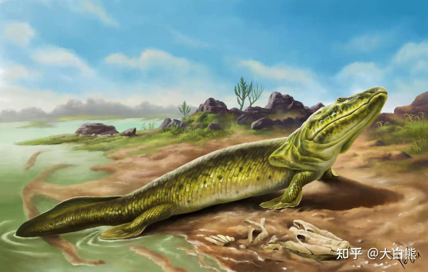 合弓纲与蜥形纲演化继简单梳理