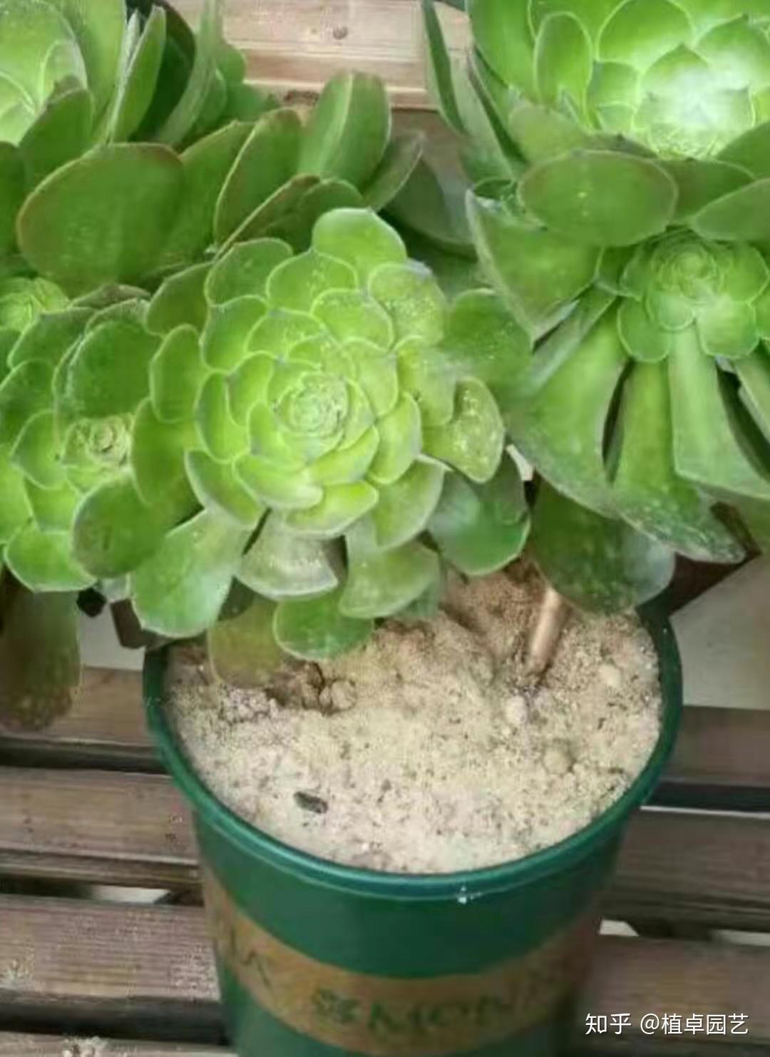 细讲法师配土 - 知乎